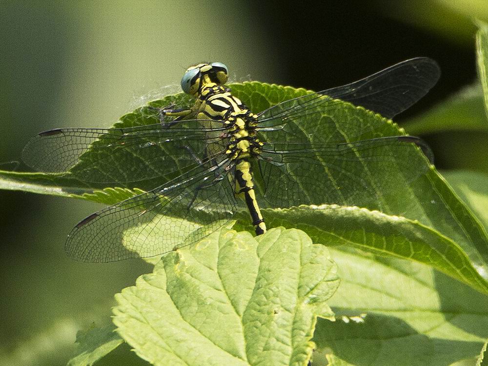 Stylurus flavipes? S, maschio